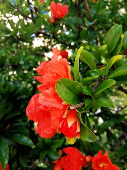 明亮特写镜头美丽的红色caesalpinia花在花园里公园自然细节