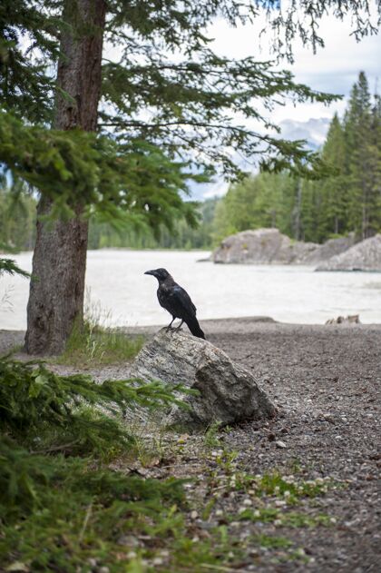 可爱黑鸟坐在湖边的石头上天空动物湖泊