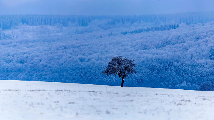 自然美丽的景色 冬天的景色 树上覆盖着雪风景雪冰