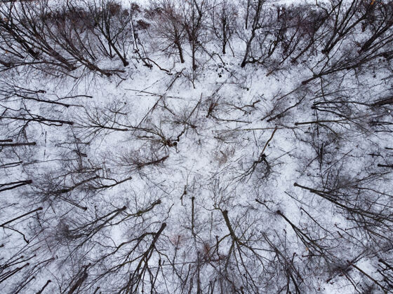 顶视图森林的顶视图 树被雪覆盖雪森林树
