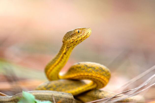 动物黄色的毒蛇孤立在模糊的绿色植物荒野捕食者异国情调