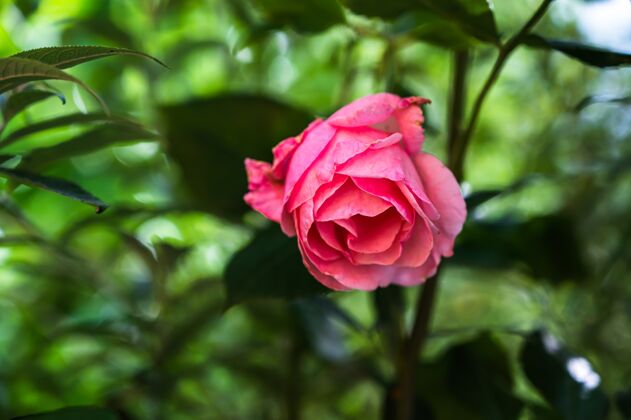 明亮一个美丽的粉红色玫瑰在一个模糊的背景花园特写镜头开花季节玫瑰
