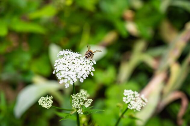 草在阳光下的田野里 一只蜜蜂在被绿色植物包围的欧芹上的特写镜头蜜蜂开花昆虫