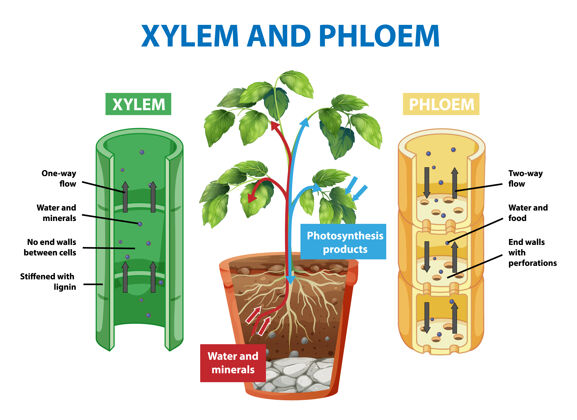 图表植物木质部和韧皮部的示意图茎结构科学