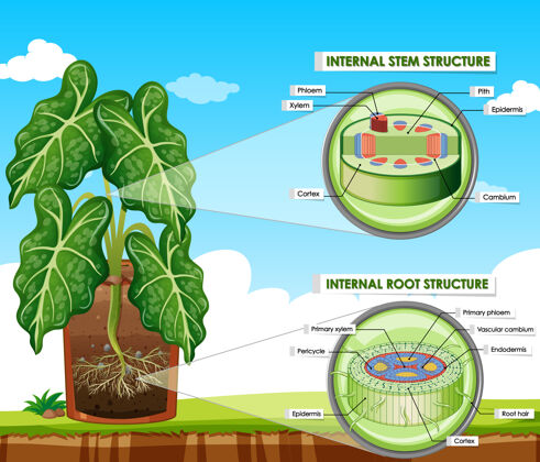 自然显示茎和根结构的图表图表外部生活
