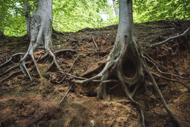 根阳光下森林里树根的特写镜头环境树干树