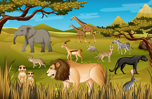收集森林里的一群非洲野生动物环境外面天空