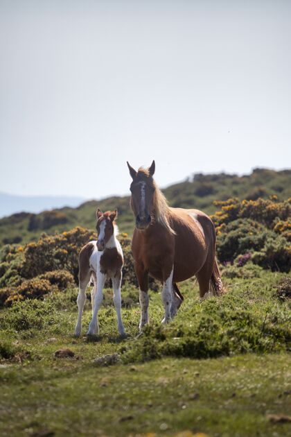 国家垂直选择性聚焦拍摄的马和小马站在一个领域捕捉在白天农田头天空