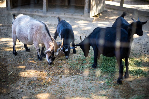 动物四只山羊在吃草放牧山羊农场