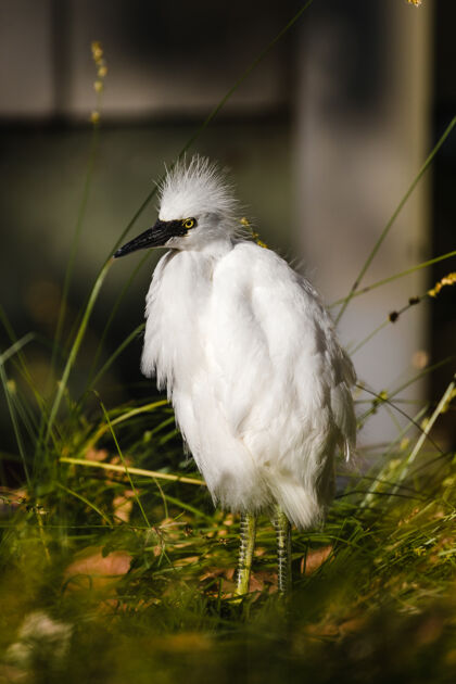 水禽青草上的白鸟苍鹭动物白鹭