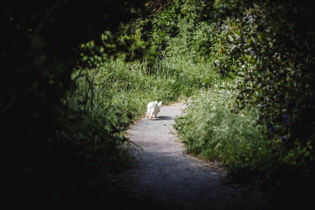 小径白兔在小路上跑兔子动物兔子