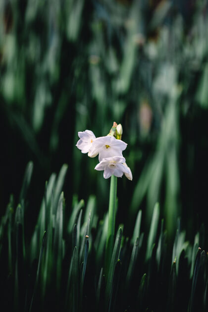 花儿倾斜镜头中的白色花朵水仙花花儿