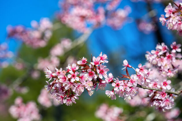 四月樱花樱花盛开在春天果园花卉自然