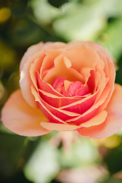 花粉红玫瑰在白天盛开花玫瑰花瓣