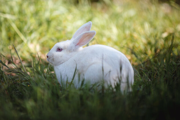 兔子白兔上场了啮齿动物哺乳动物兔子