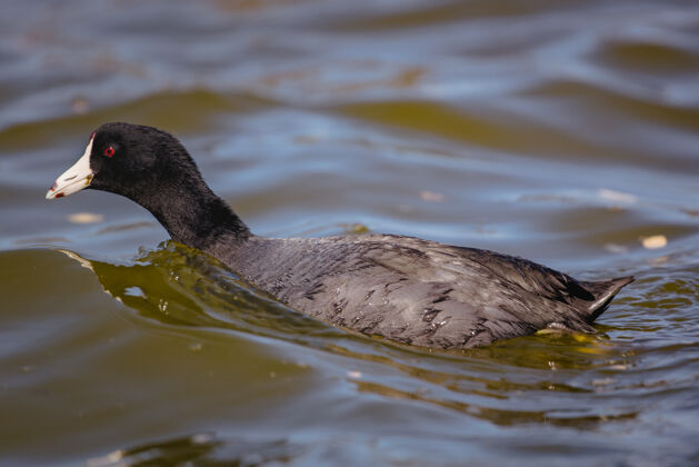 野鸭白天在水上的黑鸭子鸟鸭水禽