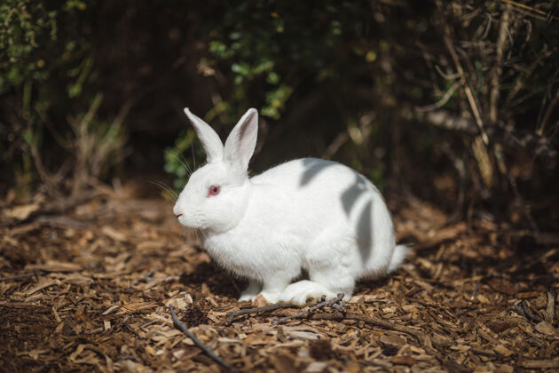 哺乳动物白兔趴在地上兔子兔子兔子