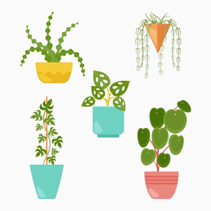 室内植物收集漂亮的盆栽植物自然蔬菜叶子