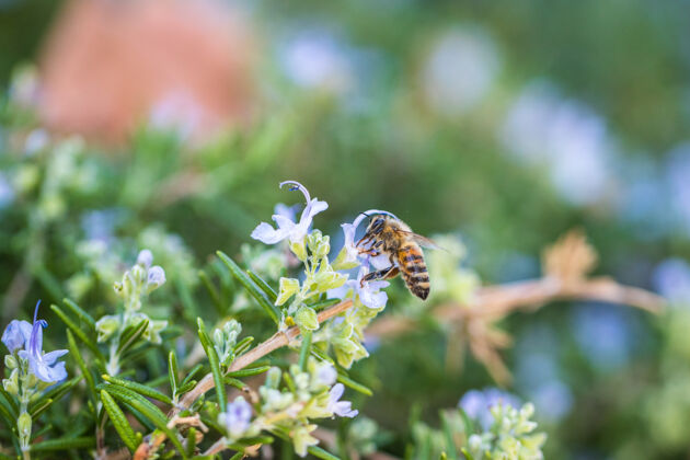 花蜜蜂在花上花园自然蜜蜂