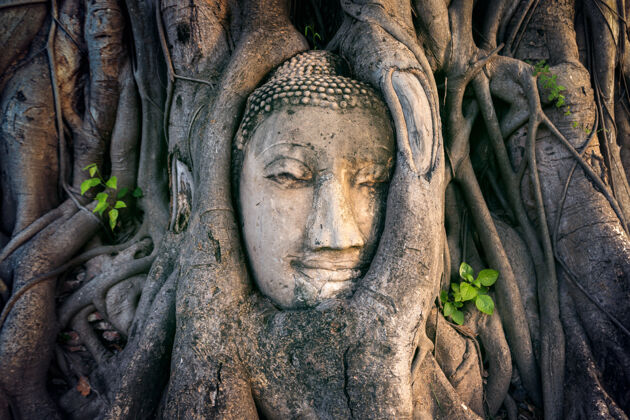 地方泰国大城府历史公园 菩萨头在无花果树上佛教遗产弗拉