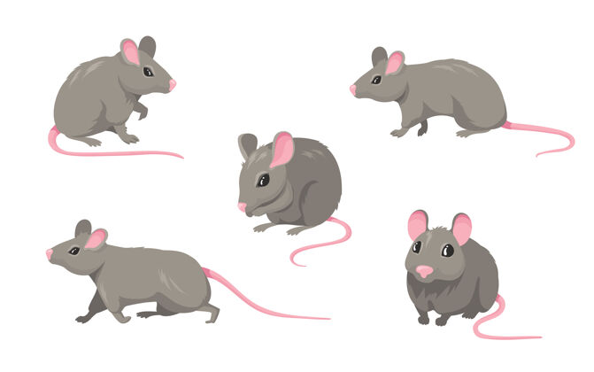 房子卡通老鼠集灰色毛茸茸的啮齿动物小老鼠与粉红色的无毛尾巴行走或坐在白色的隔离野生卡通小