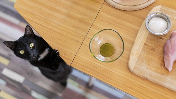 膳食顶视图可爱的猫靠近桌子分类烹饪在家