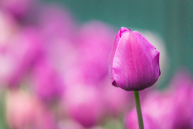 花儿倾斜镜头中的粉色花蕾花蕾花儿郁金香