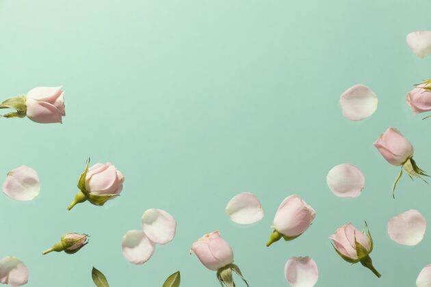 植物粉红色春天玫瑰的顶视图与复制空间春天开花春天