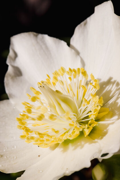 花白色和黄色的花在特写花花粉自然