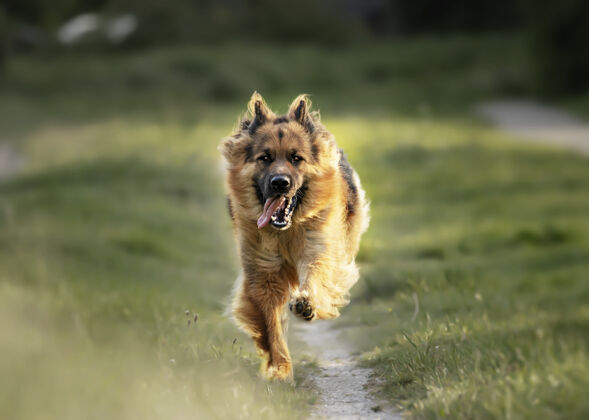 德国一只可爱的德国牧羊犬的选择性聚焦镜头牧羊人狗跑步