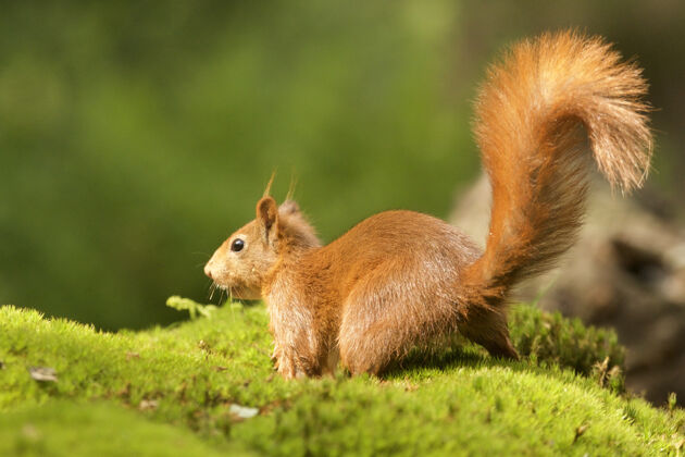 皮毛一只可爱的棕色狐狸松鼠的选择性聚焦镜头毛茸茸的松鼠哺乳动物森林