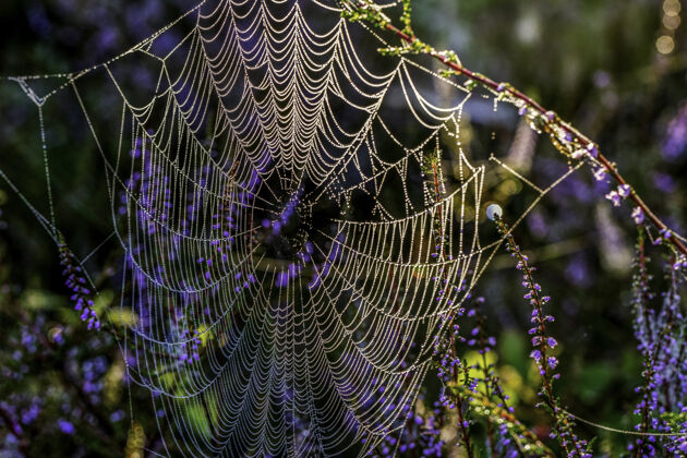 细节挂在树枝上的蜘蛛网的美丽镜头蜘蛛网领域花