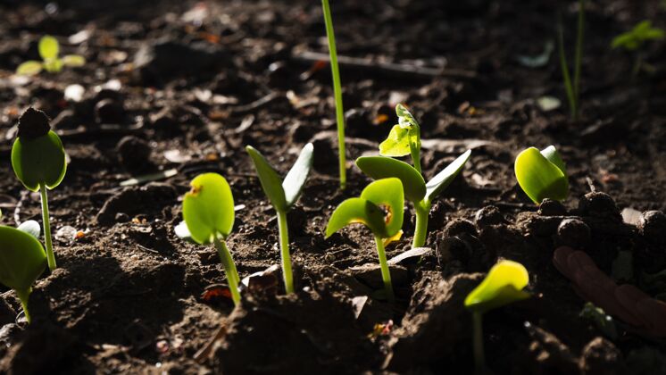土壤一组从土壤中长出来的绿芽的选择性聚焦拍摄背景健康新的