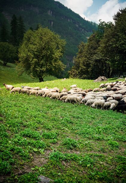 草地一群牛群在绿野里吃草天空羊群自然