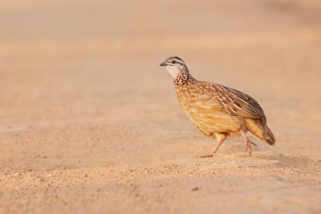 腿一只鹧鸪鸟在沙滩上走的特写镜头长乡村小鸡