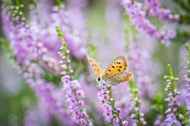 明亮选择性聚焦拍摄了一只正在开花的粉红色石南花上的阿古斯蝴蝶自然苍蝇蝴蝶