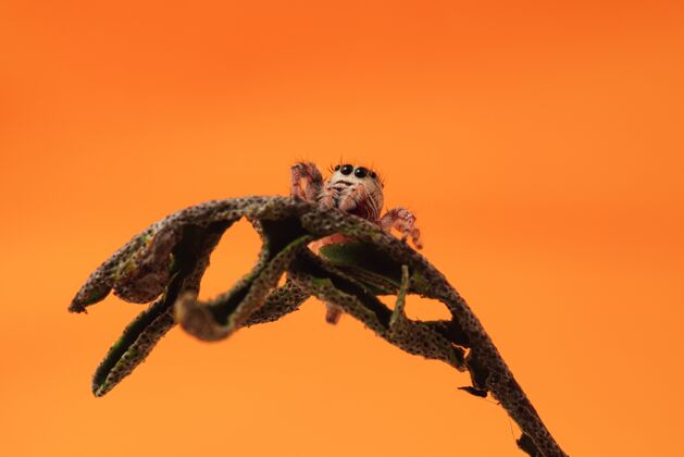 干特写镜头跳蜘蛛干复活蕨在橙色墙上植物学荒野昆虫学