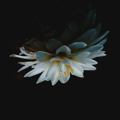 禅一朵美丽的白莲花的特写镜头花热带叶
