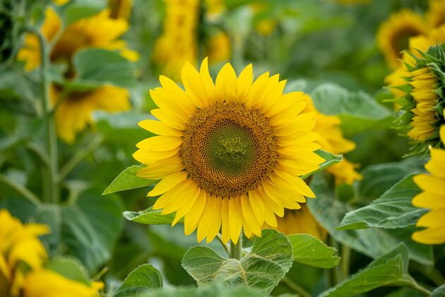 开花一个美丽的向日葵在向日葵领域特写镜头自然花太阳