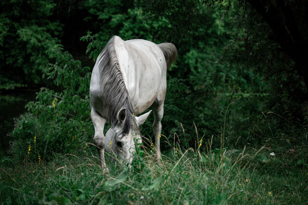 树一匹美丽的白马在草地上特写 背景是树木户外乡村公园