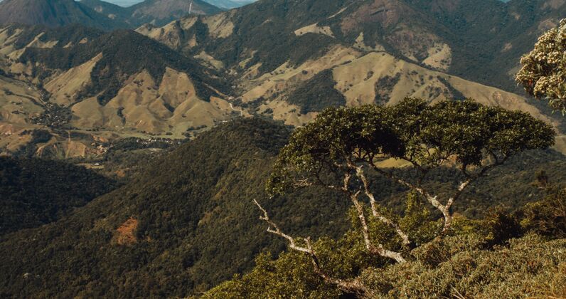 环境里约热内卢群山环抱的小山上大树的特写镜头美景自然度假