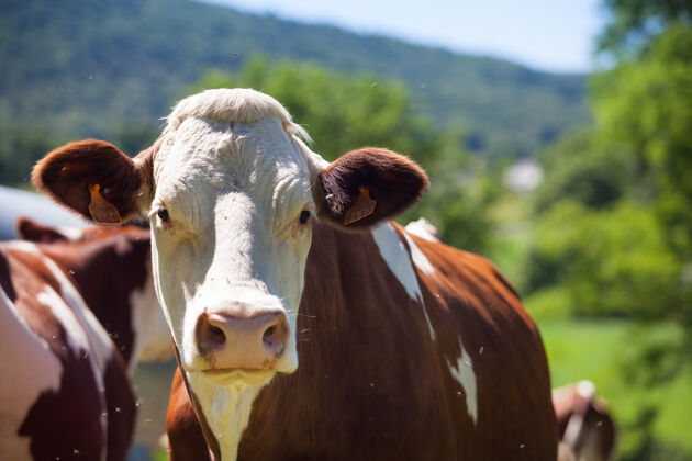 牧场春天 一群奶牛在法国为格鲁耶尔奶酪生产牛奶新鲜草地放牧