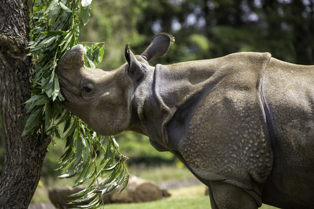 荒野浅焦特写镜头一个灰色犀牛吃绿叶树重点野生犀牛