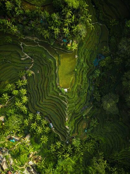 空中空中拍摄被绿树环绕的稻谷绿色墙纸美丽
