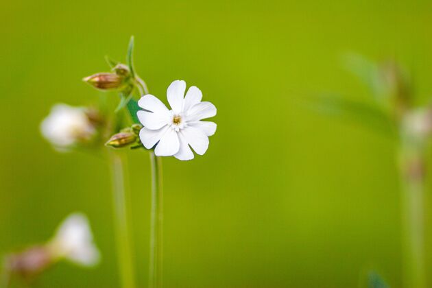 环境在阳光明媚的日子里 白色的野花盛开开花田野芽