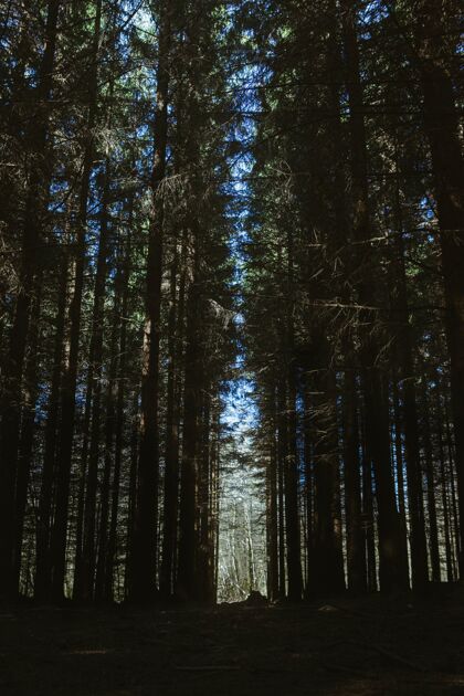 树垂直低角度拍摄的惊人的高大树木在森林下的蓝天田野自然植物