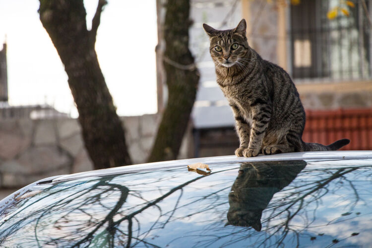 动物猫在车上猫坐着可爱