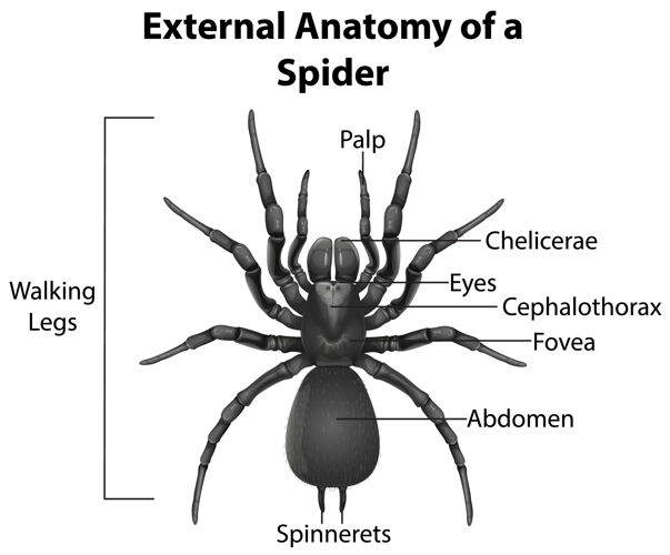 空蜘蛛的外部解剖信息图微生物学昆虫动物