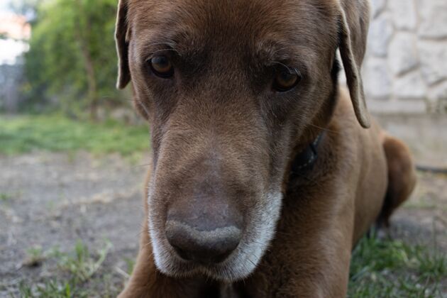 狗一只可爱的棕色狗躺在草地上的特写镜头动物朋友家养