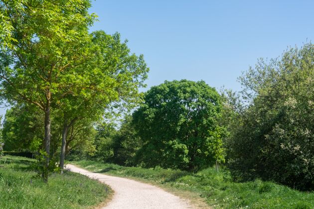 道路在蓝天下的公园里 一条狭窄的小路被一束绿树环绕着森林草地光线